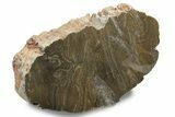 Polished Mesoproterozoic Stromatolite (Conophyton) - Australia #239951-1